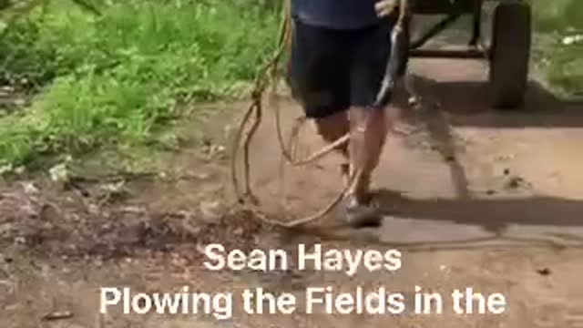 Pulling a Plow Cart in the Philippines