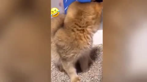 Funny Cats with the best time playing