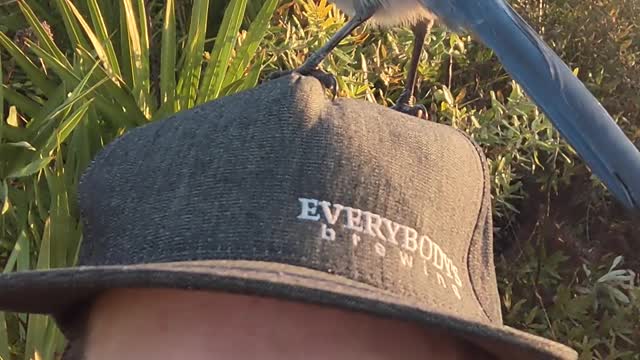 Scrub Jay Lands and Stands on Man's Hat