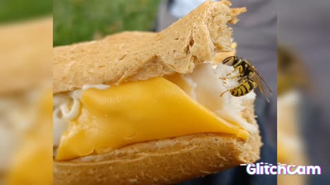 A yellow jacket eats my turkey sandwich