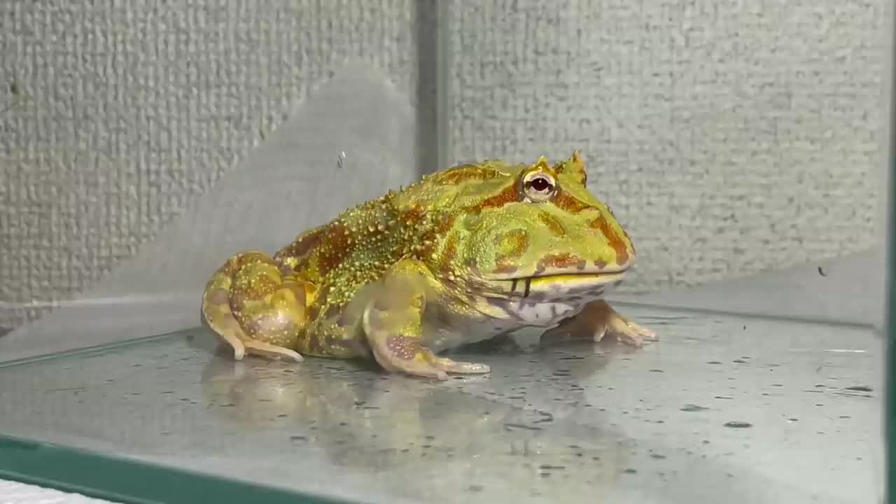 A pacman frog struggling with a giant spider【WARNING LIVE FEEDING!!】