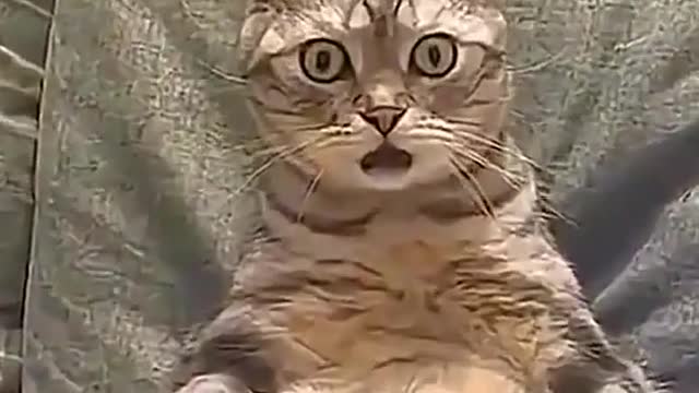 Cat (I know you're looking at me)