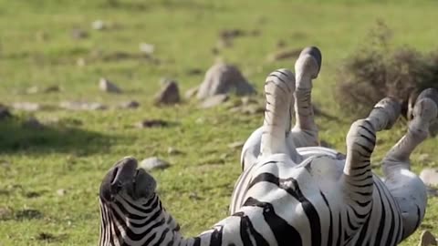 A Zebra Rolling on the Ground