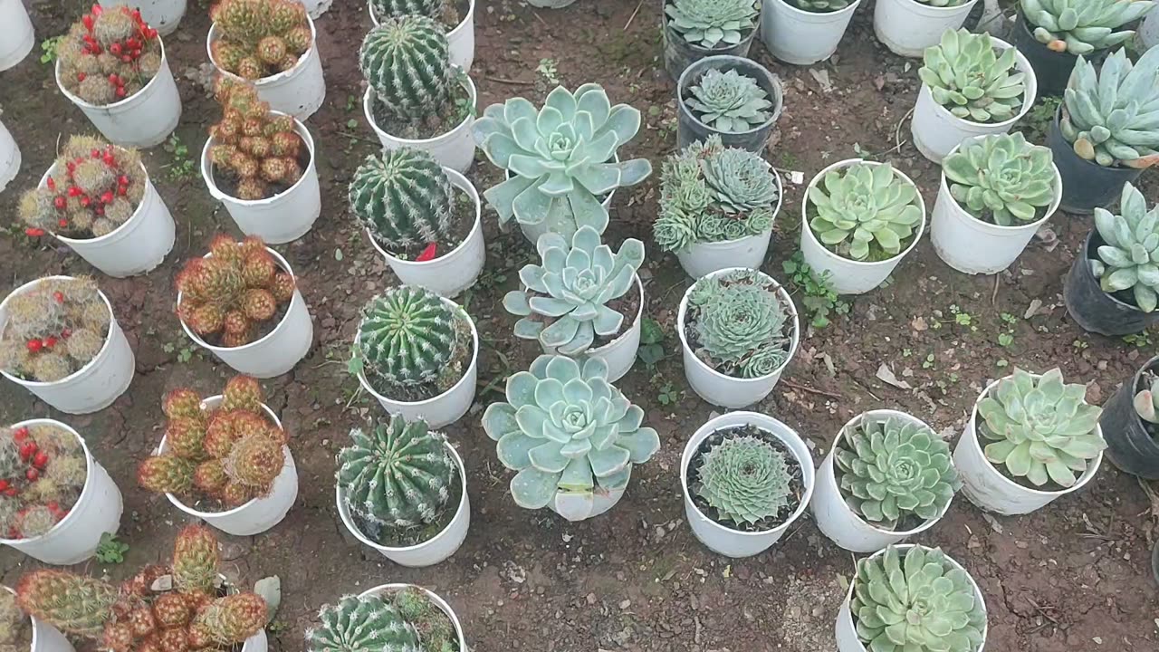 Cactus and plants nursery