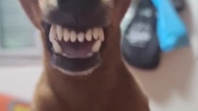 Dog Funny Laugh!!!