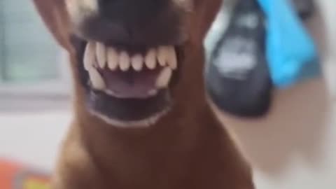 Dog Funny Laugh!!!