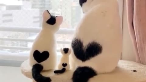 I like the pattern on this cat