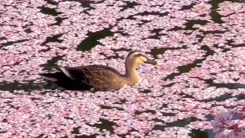 A beautiful Hirosaki Park in northern Japan