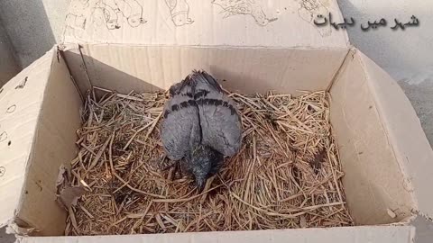 Take care of pigeons chick, village in city