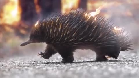 The Only Animal That Doesn’t Flee From Fire.