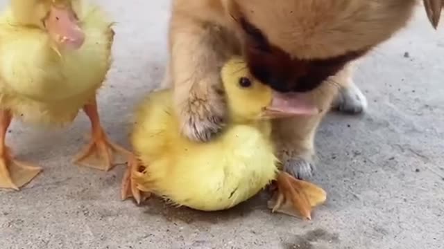 cute dog and ducks