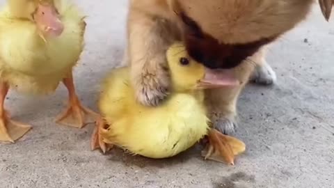 cute dog and ducks