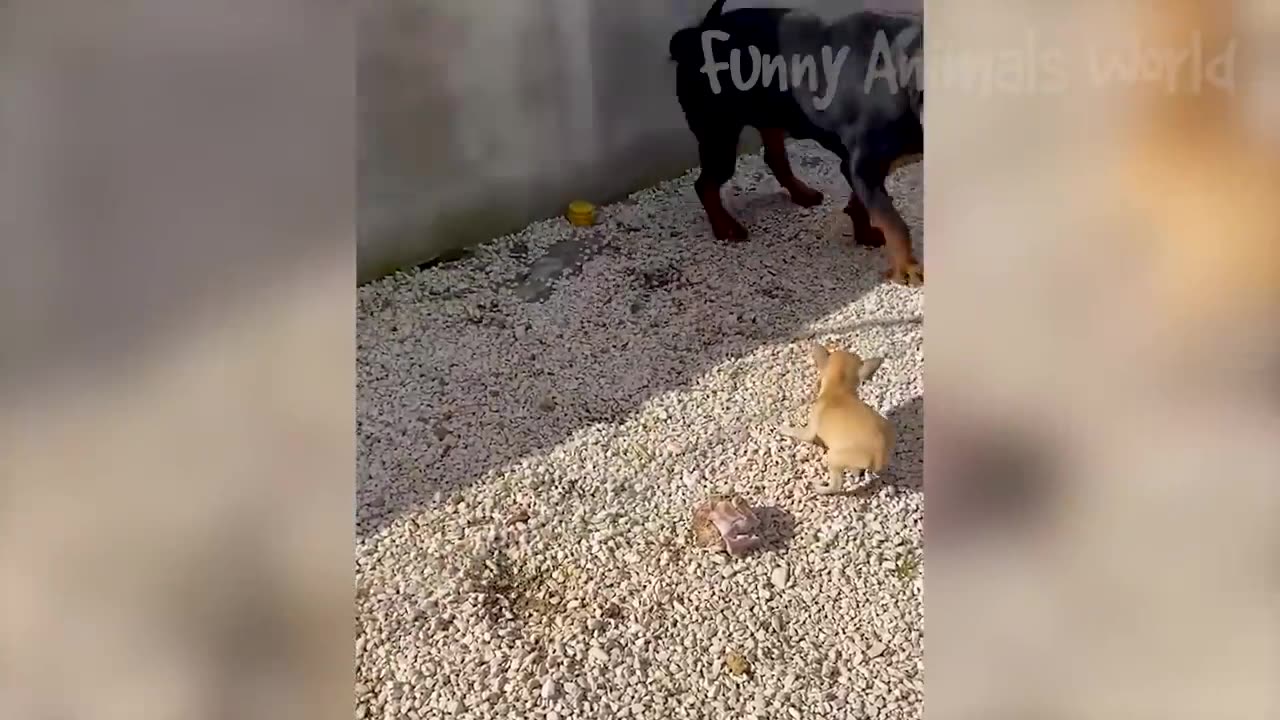 Funny Animal Videos 2023 😅 - Funniest Dogs and Cats Videos 😁 #15