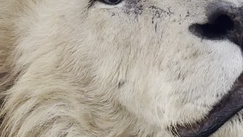 King Lion Shows Off His Fabulous Eyelashes