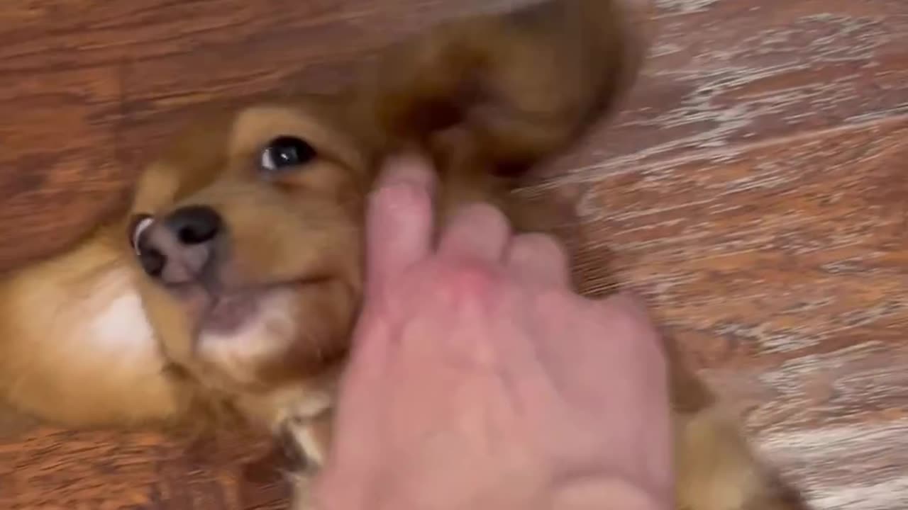 Cute dog video in us