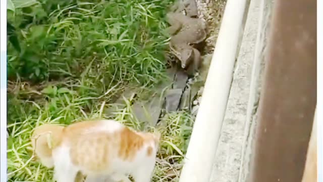 crocodile vs cat