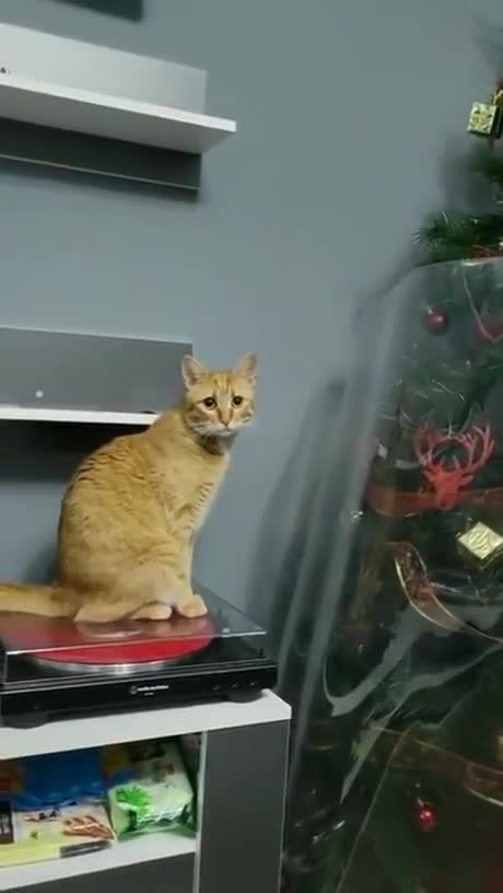 #cutecat #funnyanimal #smile #secret #happiness