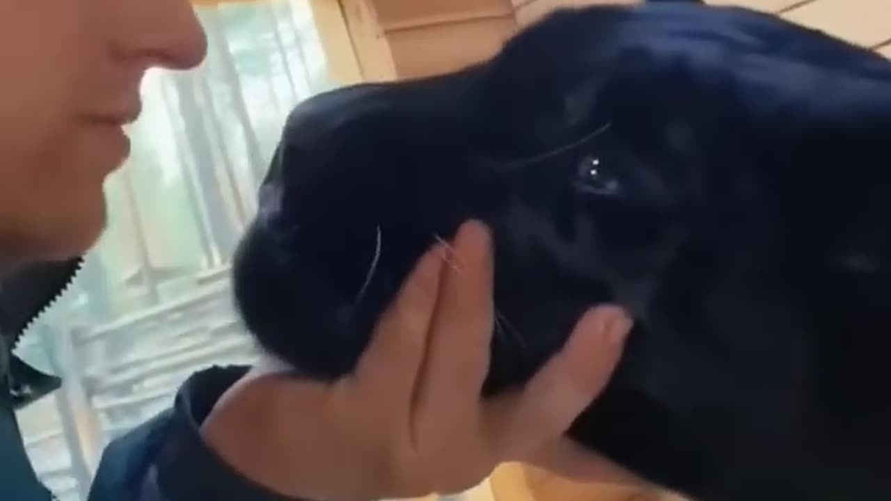 Puma rescued