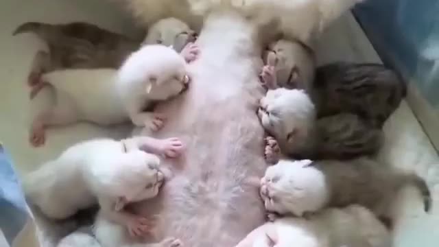If you are a real cat lover.