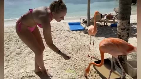 Human vs Animal: Daily Funny Video