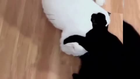 Funny Animal Videos