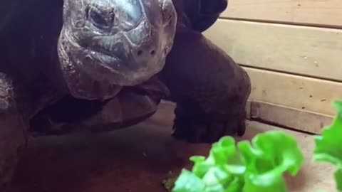 Our Aldabra Tortoises love their lettuce!