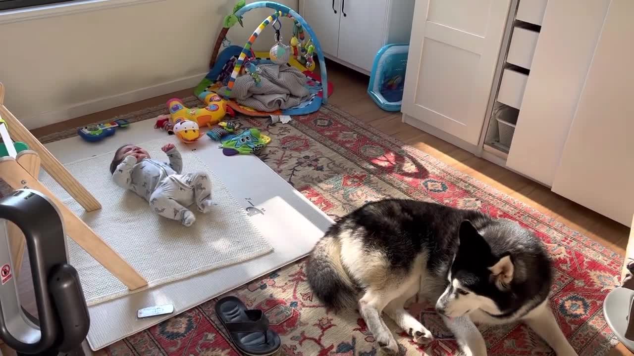 Cute baby boy and husky singing