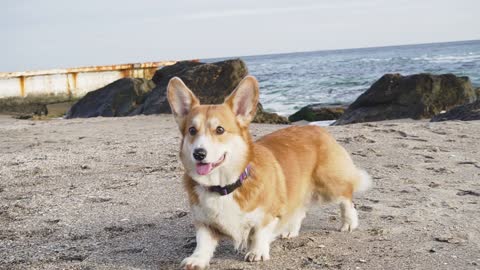 Funny corgi dog near the sea