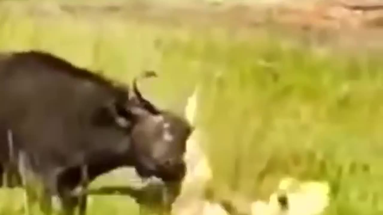 Lion vs Buffalo fight