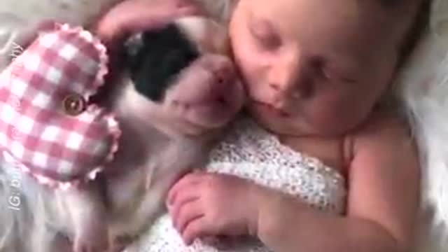 This new born puppy photo shoot will make your day credit