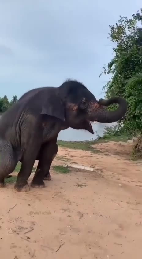 NEWS Break: Elephant Dancing