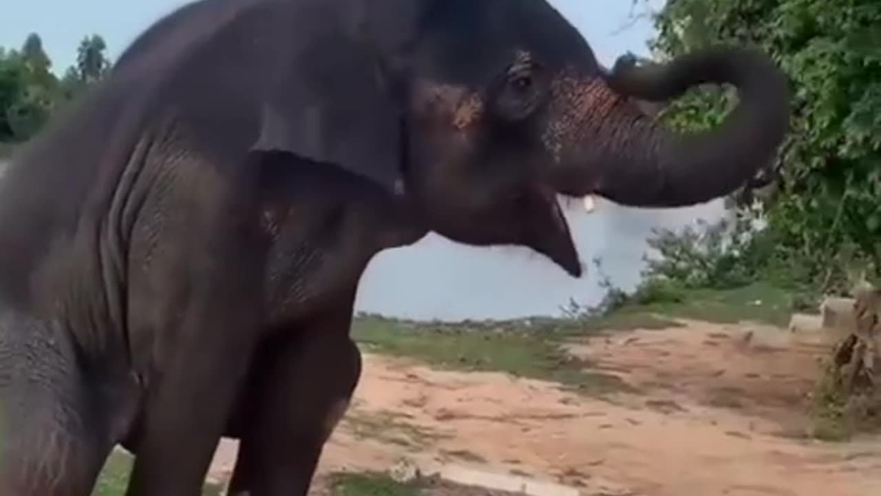 NEWS Break: Elephant Dancing