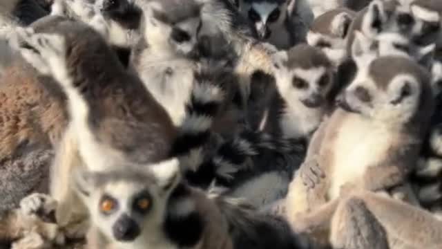 A large family of lemurs