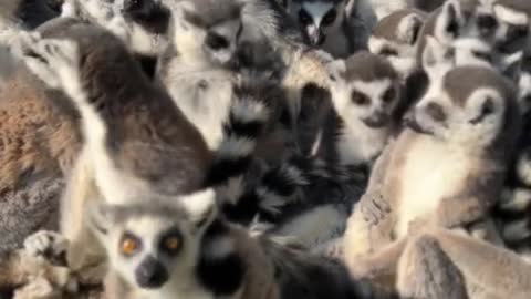 A large family of lemurs