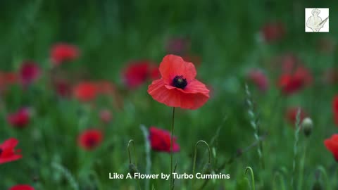 Like A Flower by Turbo Cummins