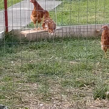 The Girls are Loving The Swing 🐓🤠