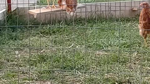 The Girls are Loving The Swing 🐓🤠