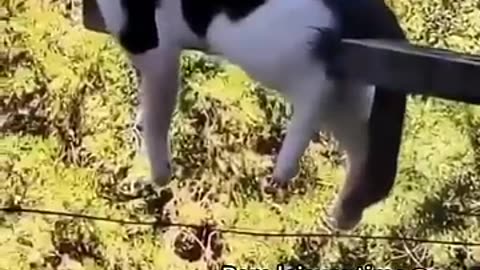 Animal funny