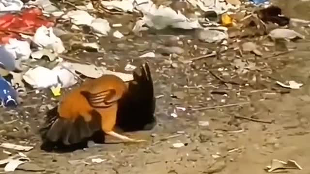 Crow domestic chicken