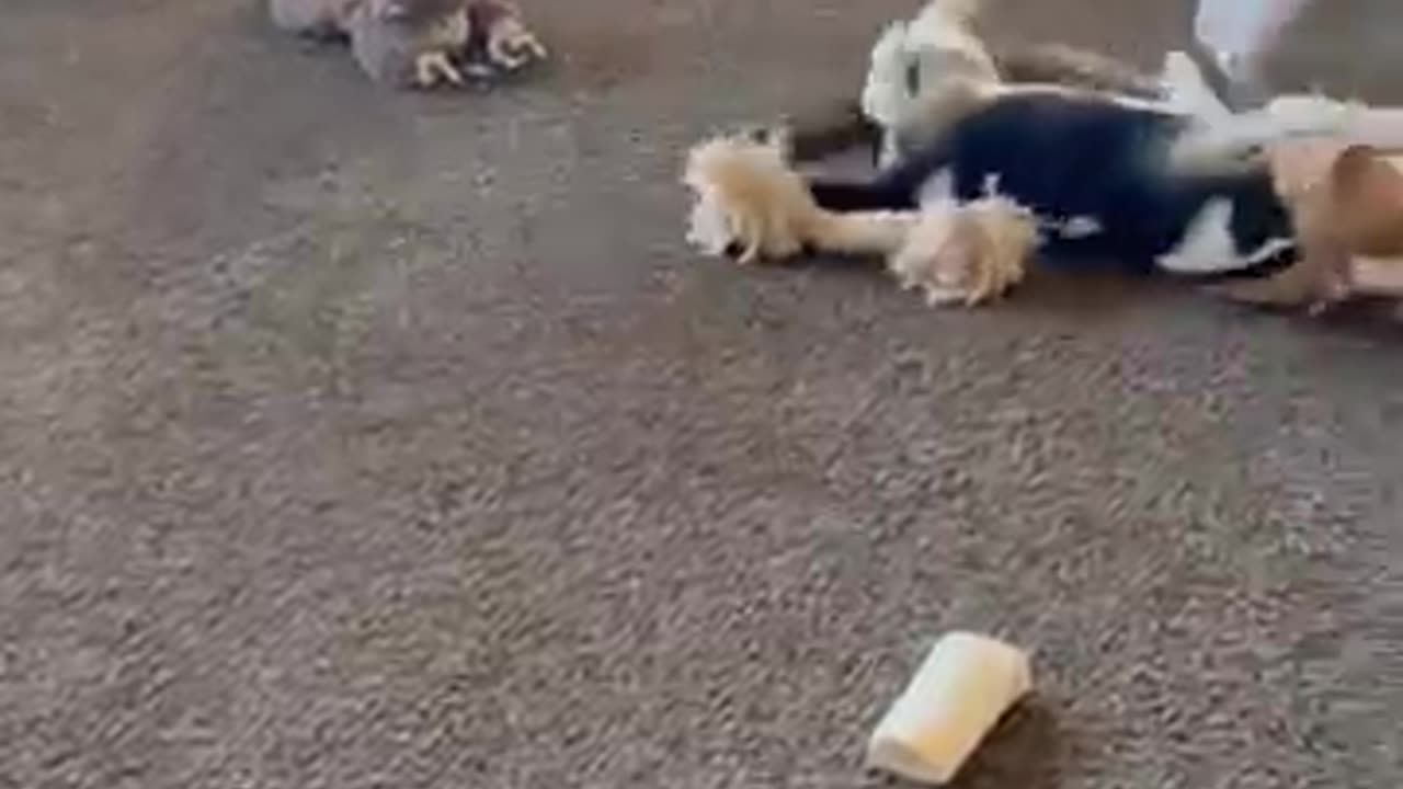 Tater And Boomer Play Clean ||