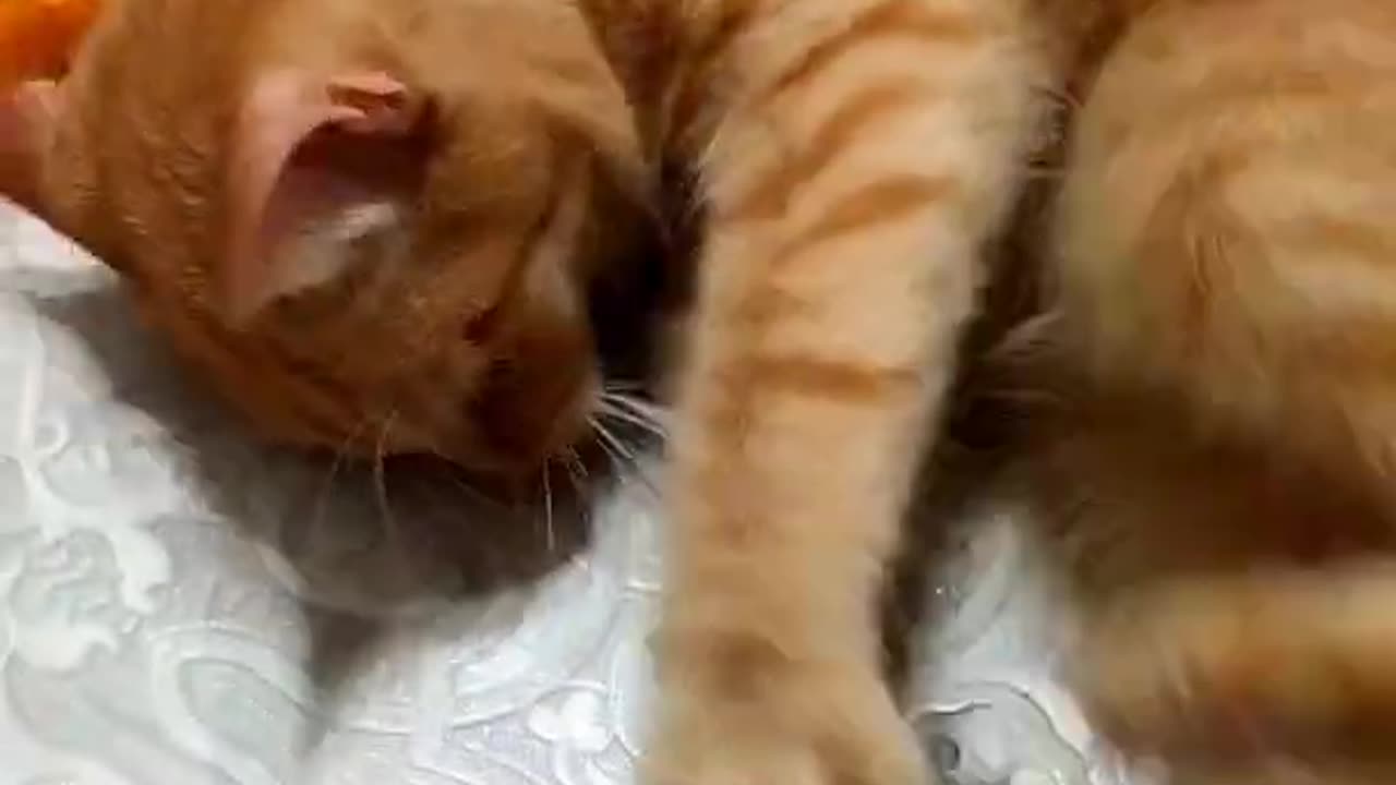 So Cute Cat Funny Video