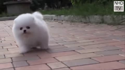Cutes Dog 🐕😍