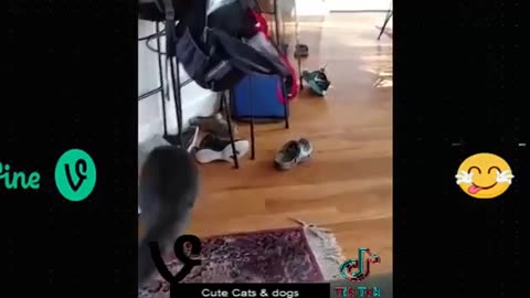 Funniest cats