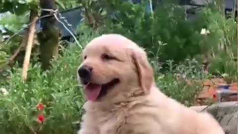 Puppy barking video