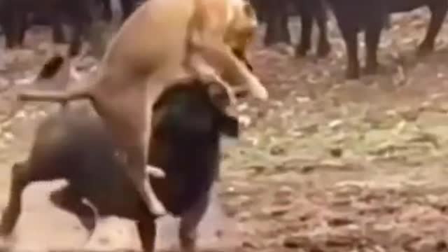 The lion challenged the buffalo