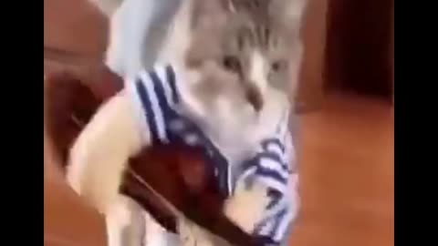 Funny guitar cat