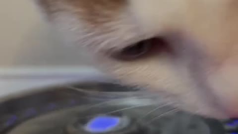 Refreshing #catsoftiktok