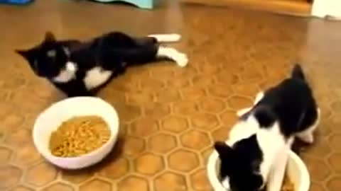 Funny Drunken Cat Compilation