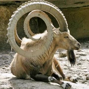 The Legendary Goatman