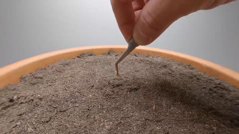 Seed To CUCUMBER Time Lapse